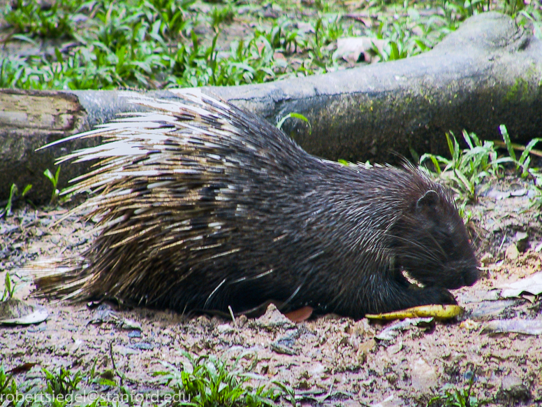 porcupine